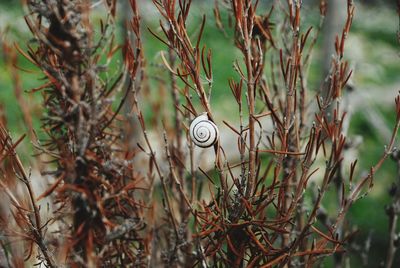 Close-up of snail on tree