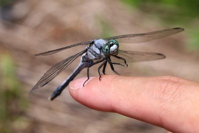 Close-up of insect on hand