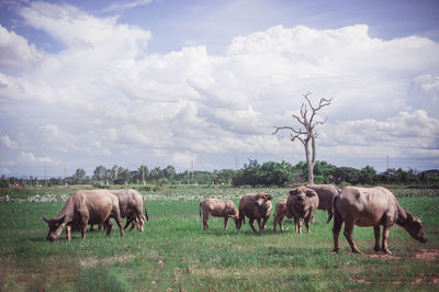 Buffalo in a field