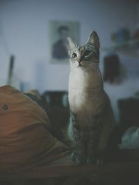 Close-up of a cat looking away