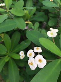 Close-up of white flowers