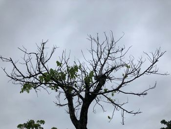 Low angle view of silhouette tree against sky