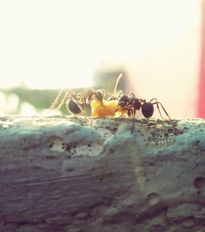 insect, animal themes, animals in the wild, close-up, sunlight, no people, rock - object, outdoors, day, one animal, surface level, ant, full length, nature