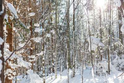 Snow covered trees in forest