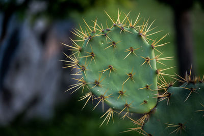 Close-up of prickly pear cactus