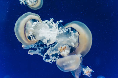 Close-up of jellyfish swimming in sea