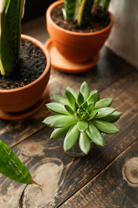 High angle view of potted plant on table