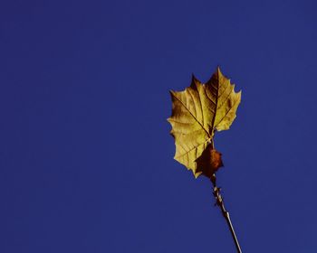 Low angle view of maple leaf against clear blue sky