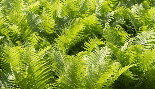 Close-up of palm tree