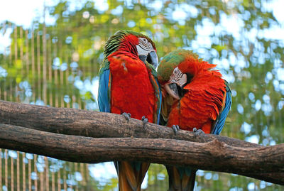 Pair of scarlet macaw preening side by side on the tree, foz do iguacu, brazil, south america