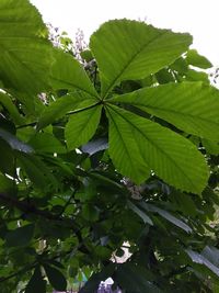 Close-up of fresh green leaves with dew drops