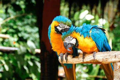 Peacock perching on a branch