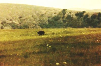 Sheep grazing on grassy field