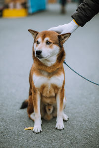 Portrait of dog sitting outdoors