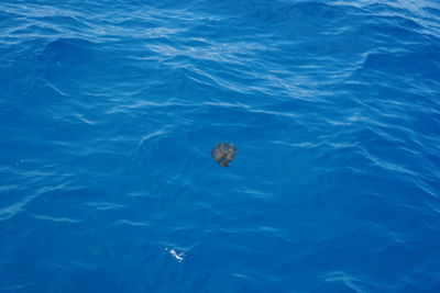 High angle view of turtle swimming in sea