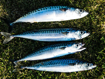 Close-up of fish on grass