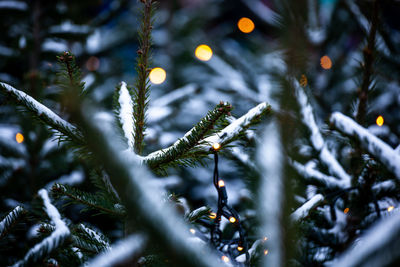 Close-up of pine tree during winter