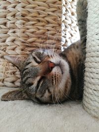 Close-up of cat sleeping