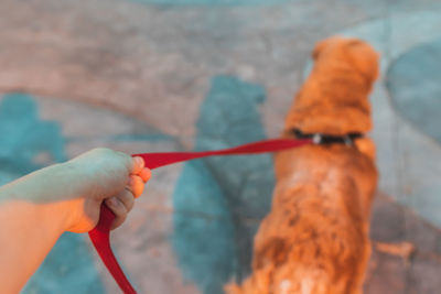 Close-up of hand holding rope against blurred background