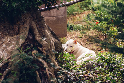 Dog resting in garden