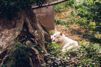 Sheep by plants