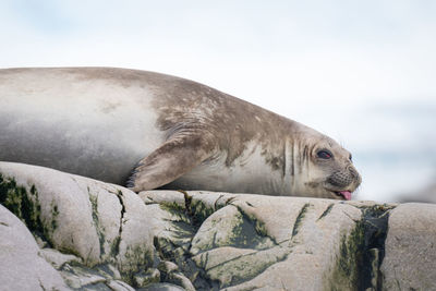 Close-up of elephant seal lying on rocks