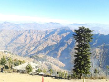 Scenic view of pine trees against sky