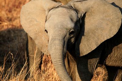 Close-up portrait of elephant