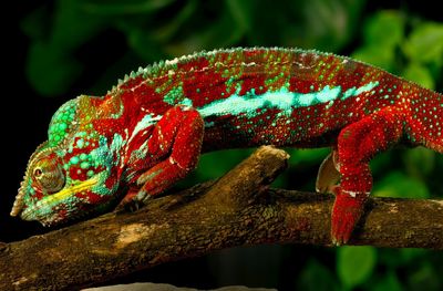 Close-up of a lizard on a tree