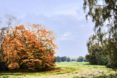 Trees growing on grassy field against sky during autumn