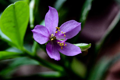 Close-up of honey bee on flower blooming outdoors