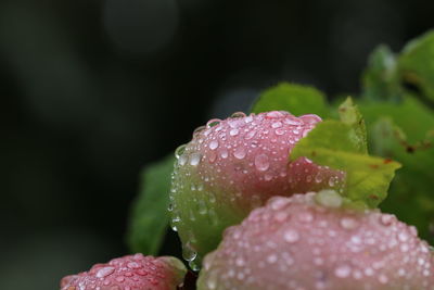 Close-up of wet pink rose flower