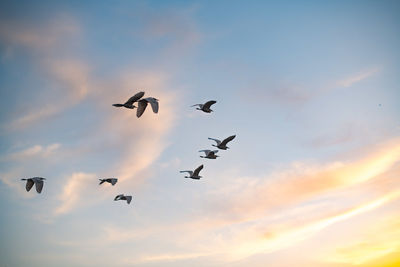 Low angle view of birds flying in sky