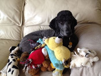 Close-up of dog relaxing on bed at home