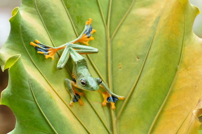 Close-up of insect on leaf