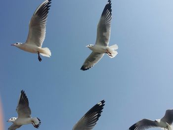 Low angle view of seagulls flying