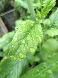 Close-up of wet plant