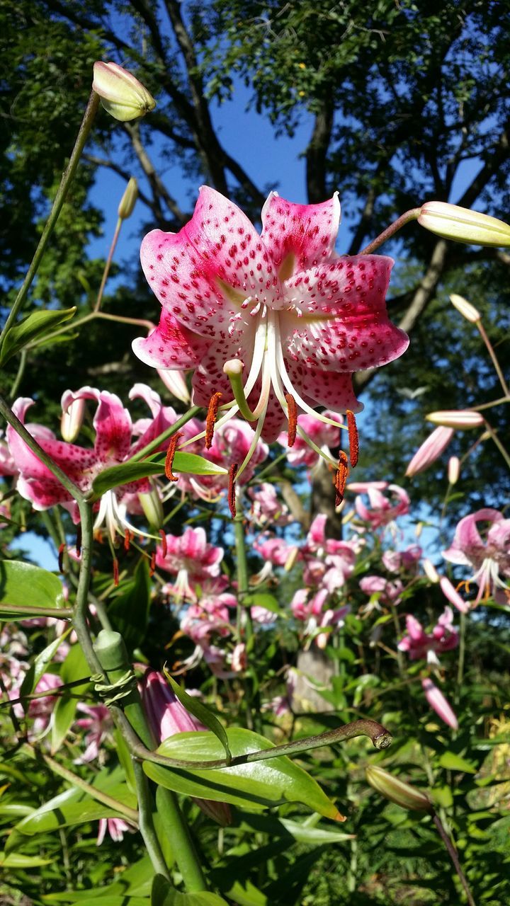 flower, freshness, fragility, growth, petal, pink color, blooming, flower head, beauty in nature, plant, nature, leaf, close-up, focus on foreground, in bloom, day, stem, low angle view, outdoors, blossom