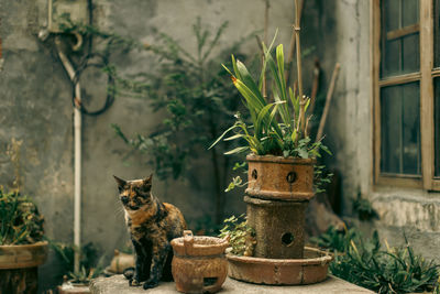 Portrait of cat sitting on table