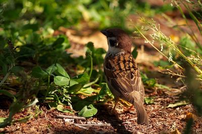 Close-up of bird perching on plant