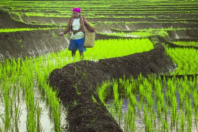 Woman working in rice paddy