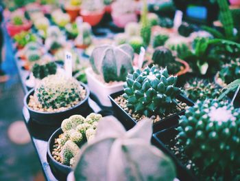 Close-up of succulent plant in pot