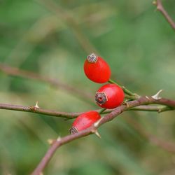 Close-up of red berries on plant