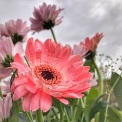 Close-up of pink flower blooming outdoors