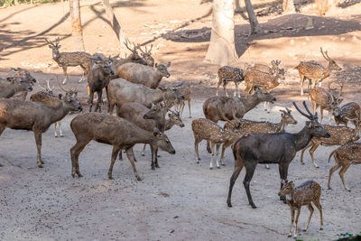 Group of chital and sambar deer vandalur zoo in chennai tamil nadu india