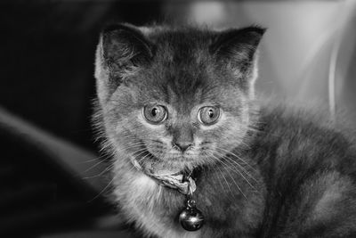 Close-up portrait of cat at home