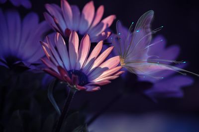 Close-up of purple flowering plant