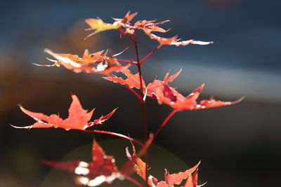 Close-up of maple leaves on plant