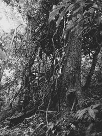 Low angle view of trees in forest