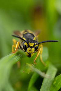 Close-up of insect on plant